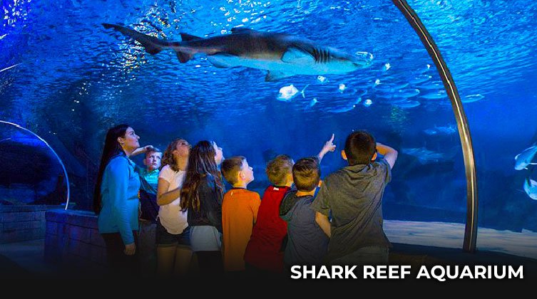 Rendez-Vous À Shark Reef Aquarium At Mandalay Bay En Famille