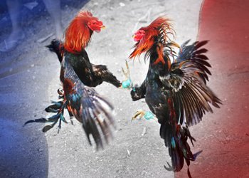 La France impose des restrictions sur les combats de coqs